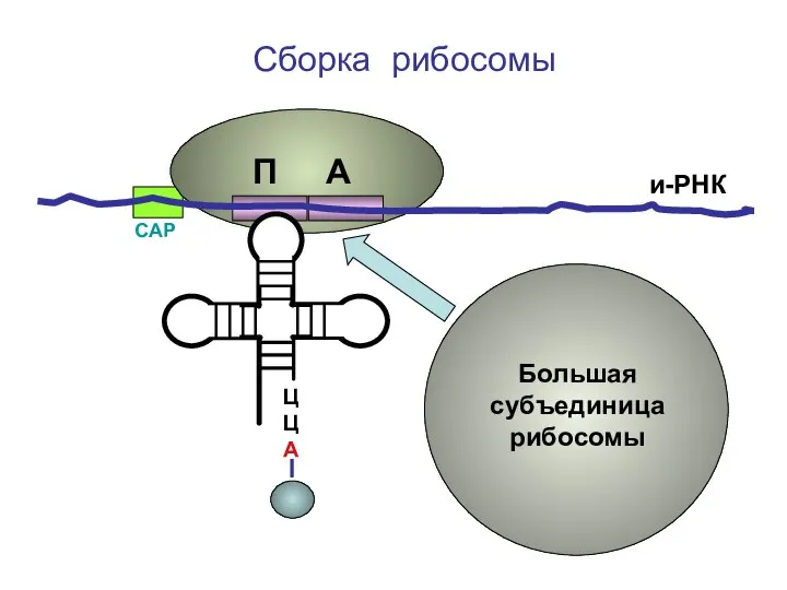 ЦЦА Сборка рибосомы и-РНК СAP Большая субъединица рибосомы П А