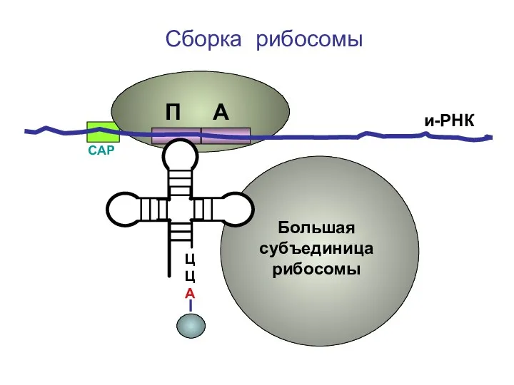 ЦЦА Сборка рибосомы и-РНК СAP П А