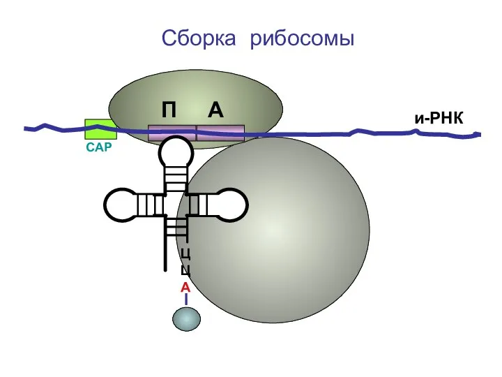 ЦЦА Сборка рибосомы и-РНК СAP П А