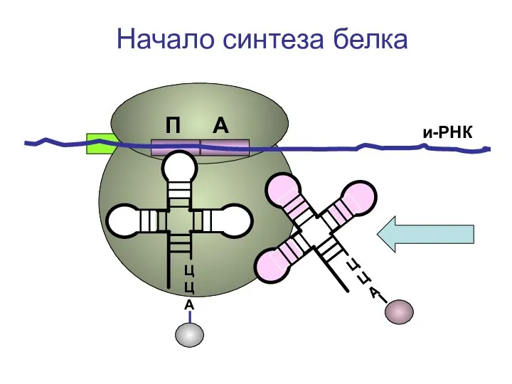 ЦЦА ЦЦА и-РНК Начало синтеза белка П А