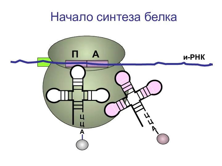 ЦЦА и-РНК Начало синтеза белка П А