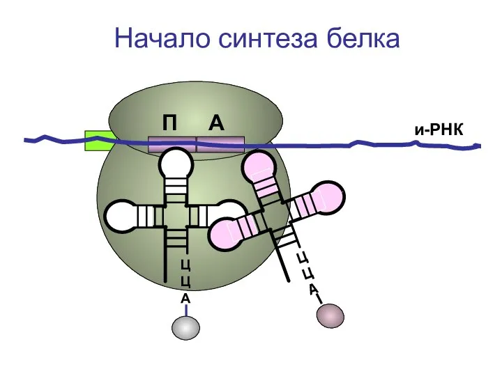 ЦЦА и-РНК Начало синтеза белка П А