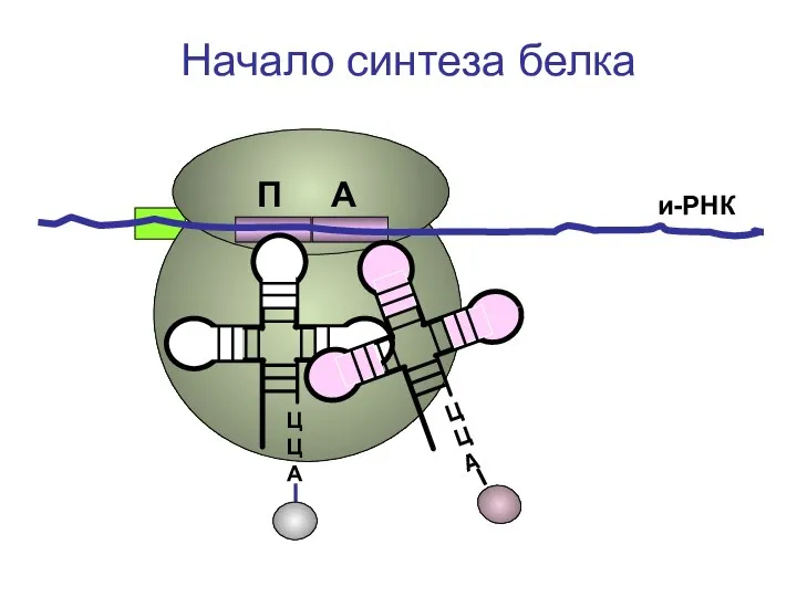 ЦЦА и-РНК Начало синтеза белка П А