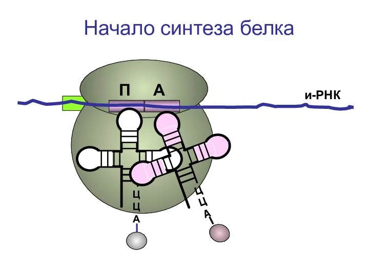 ЦЦА и-РНК Начало синтеза белка П А