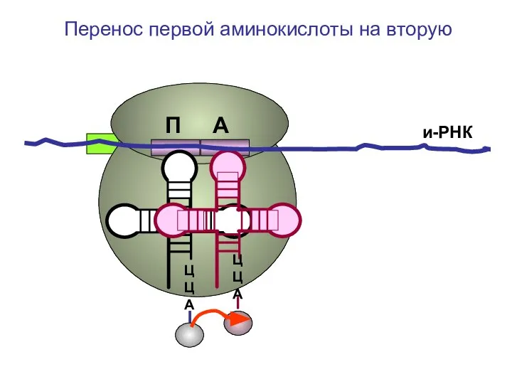 ЦЦА ЦЦА и-РНК Перенос первой аминокислоты на вторую П А