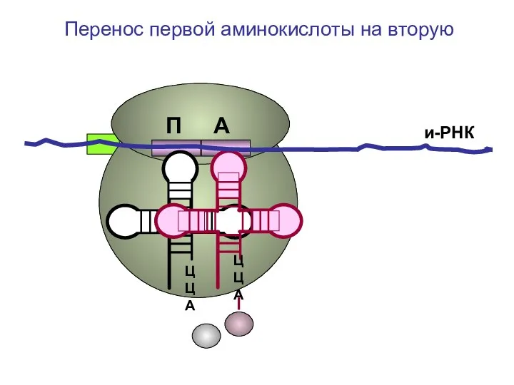 ЦЦА ЦЦА и-РНК Перенос первой аминокислоты на вторую П А