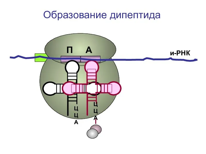 ЦЦА ЦЦА и-РНК Образование дипептида П А