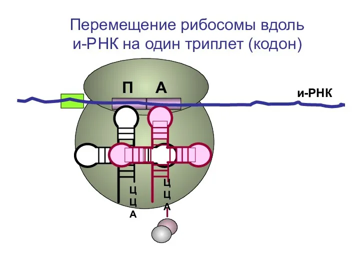 ЦЦА ЦЦА и-РНК П А Перемещение рибосомы вдоль и-РНК на один триплет (кодон)
