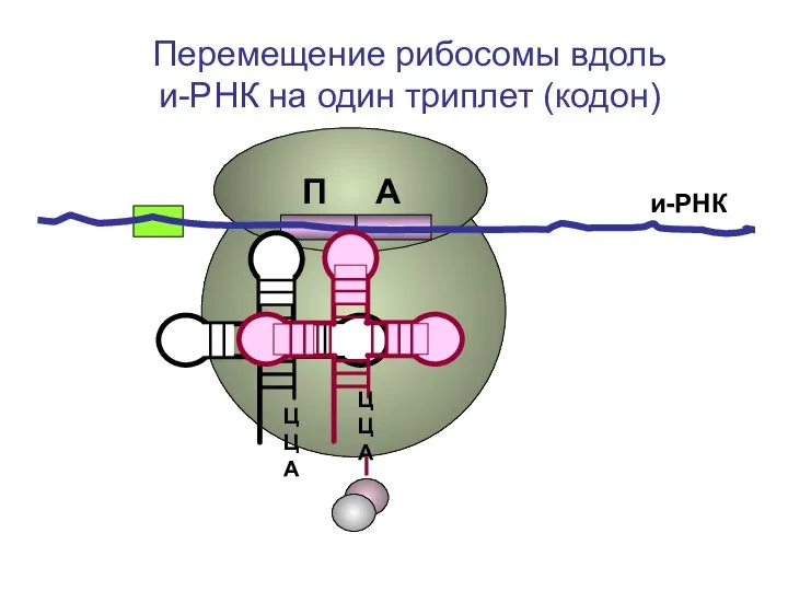 и-РНК П А Перемещение рибосомы вдоль и-РНК на один триплет (кодон)