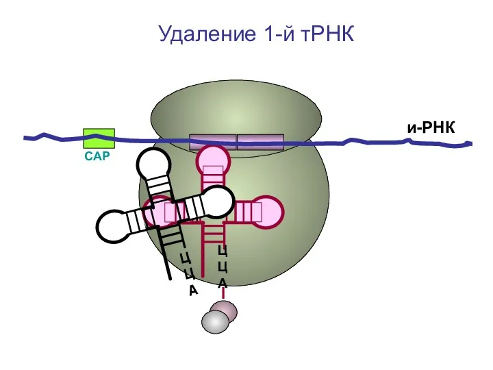 СAP и-РНК ЦЦА Удаление 1-й тРНК