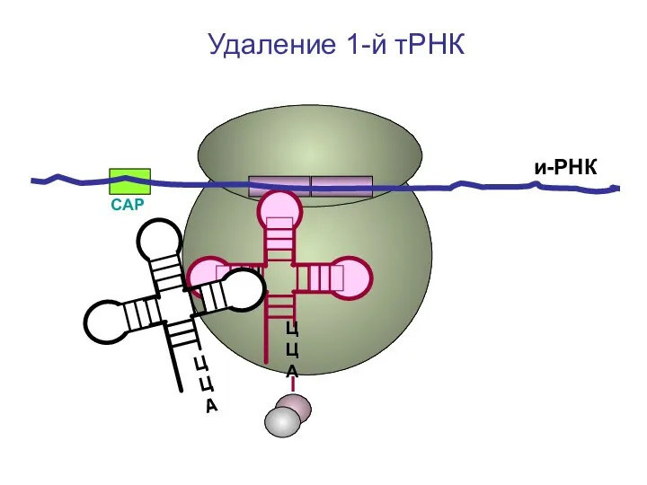 СAP и-РНК ЦЦА Удаление 1-й тРНК