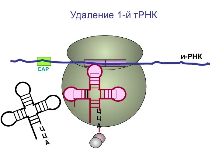 СAP и-РНК ЦЦА ЦЦА Удаление 1-й тРНК