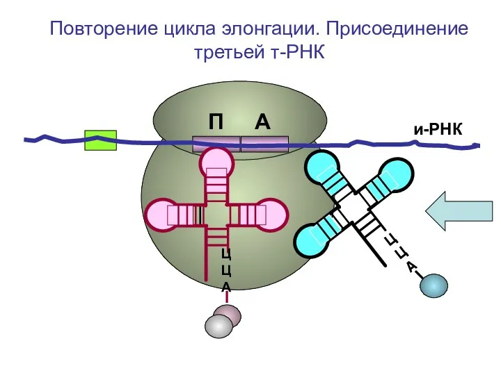 и-РНК ЦЦА ЦЦА Повторение цикла элонгации. Присоединение третьей т-РНК П А