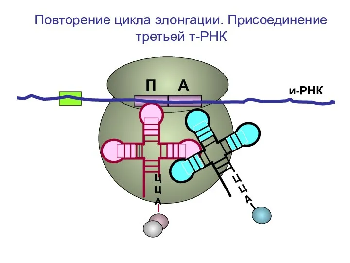 и-РНК ЦЦА Повторение цикла элонгации. Присоединение третьей т-РНК П А