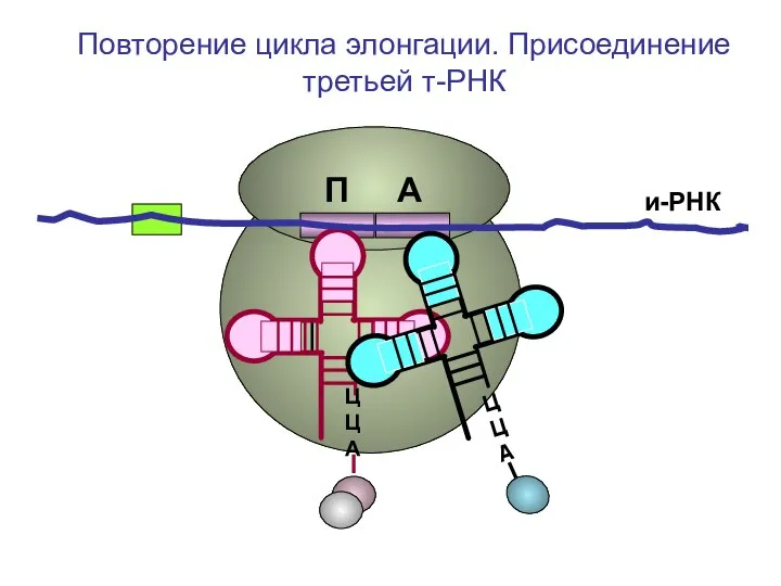 и-РНК ЦЦА Повторение цикла элонгации. Присоединение третьей т-РНК П А