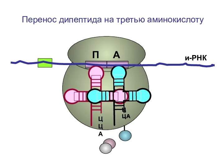 ЦЦА ЦЦА и-РНК П А Перенос дипептида на третью аминокислоту