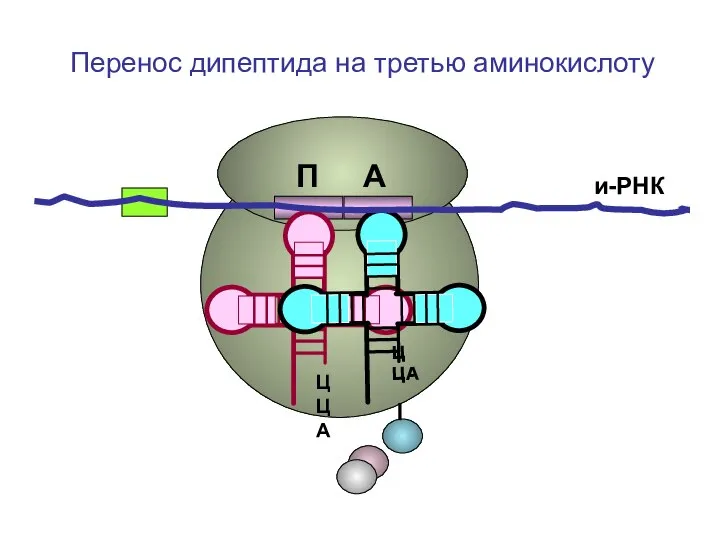 ЦЦА ЦЦА и-РНК П А Перенос дипептида на третью аминокислоту
