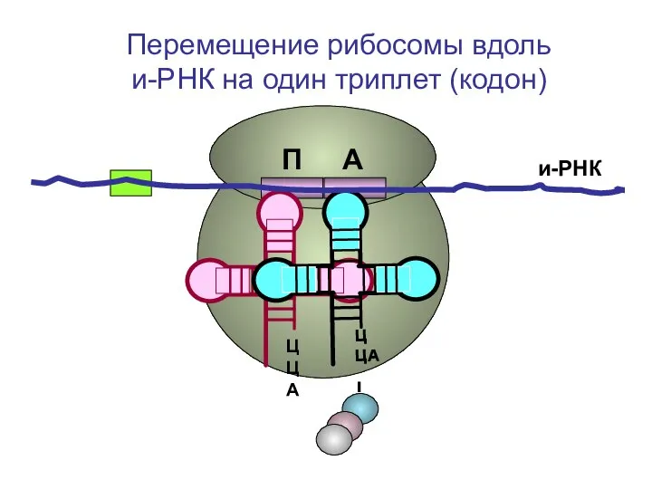 ЦЦА ЦЦА и-РНК П А Перемещение рибосомы вдоль и-РНК на один триплет (кодон)