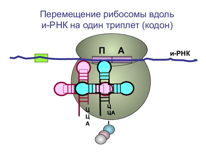 ЦЦА ЦЦА и-РНК П А Перемещение рибосомы вдоль и-РНК на один триплет (кодон)