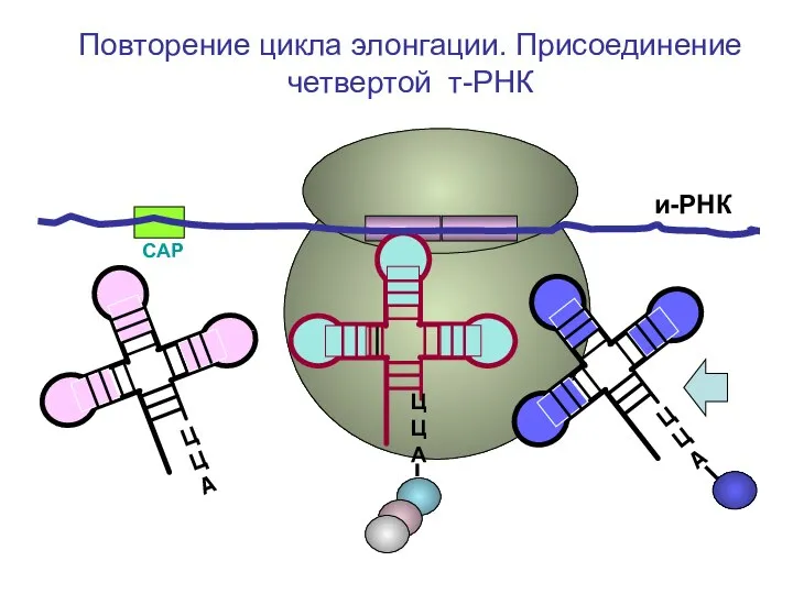 СAP и-РНК ЦЦА ЦЦА ЦЦА Повторение цикла элонгации. Присоединение четвертой т-РНК