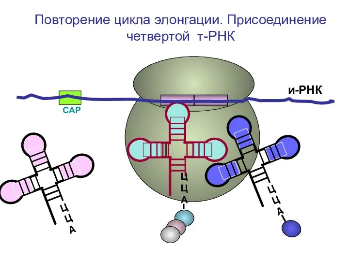 СAP и-РНК ЦЦА ЦЦА Повторение цикла элонгации. Присоединение четвертой т-РНК