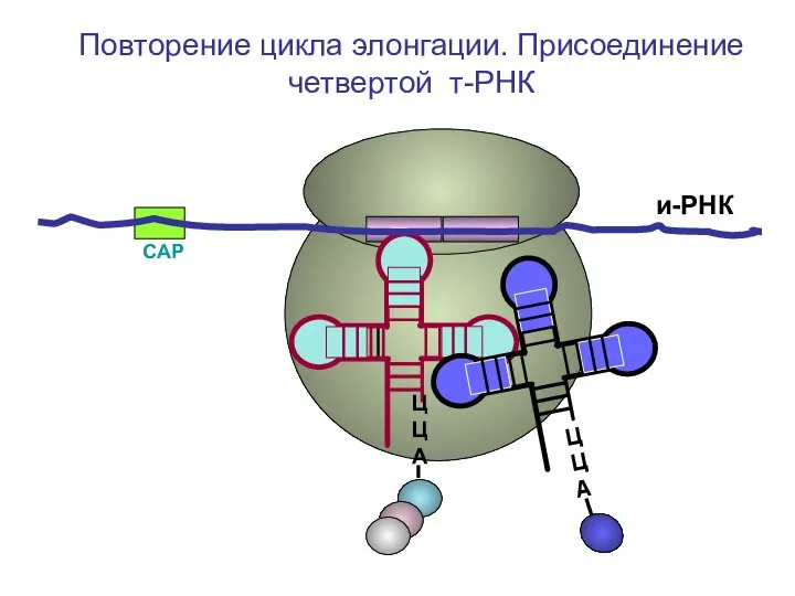 СAP и-РНК ЦЦА Повторение цикла элонгации. Присоединение четвертой т-РНК