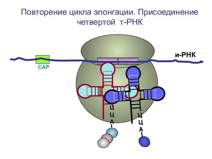 СAP и-РНК ЦЦА Повторение цикла элонгации. Присоединение четвертой т-РНК