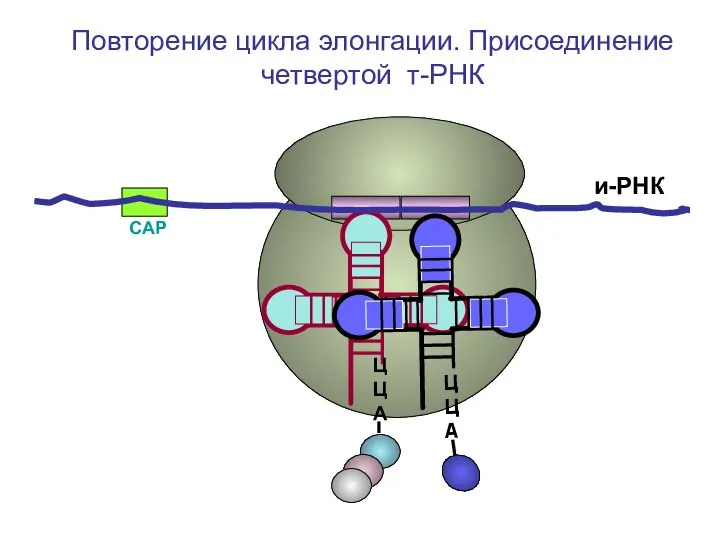 СAP и-РНК ЦЦА Повторение цикла элонгации. Присоединение четвертой т-РНК