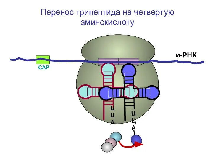 СAP и-РНК ЦЦА Перенос трипептида на четвертую аминокислоту