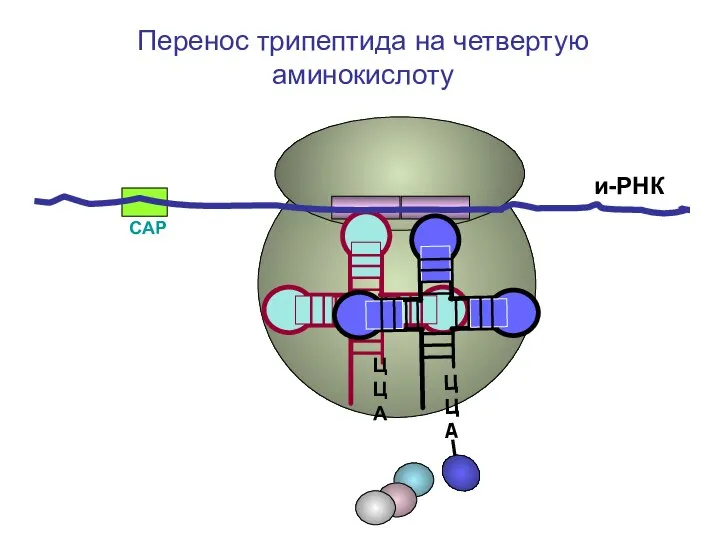 СAP и-РНК ЦЦА Перенос трипептида на четвертую аминокислоту