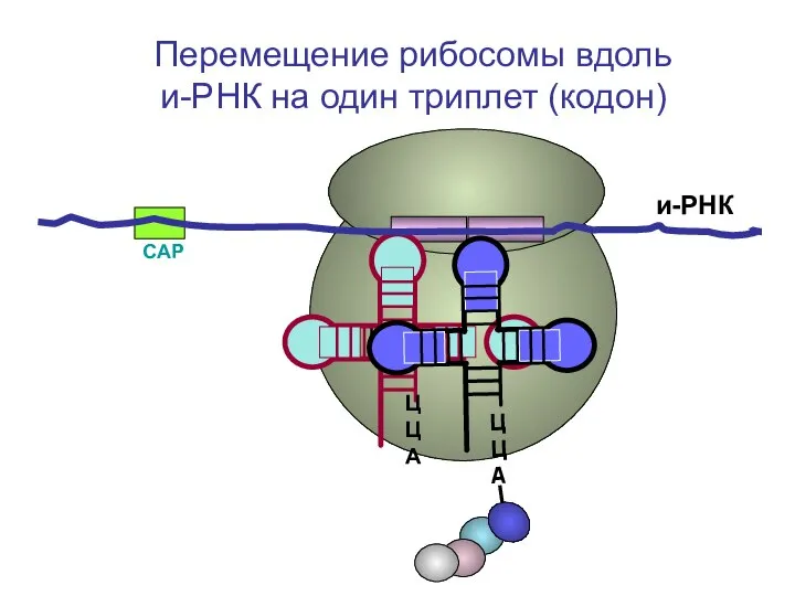 СAP и-РНК ЦЦА Перемещение рибосомы вдоль и-РНК на один триплет (кодон)
