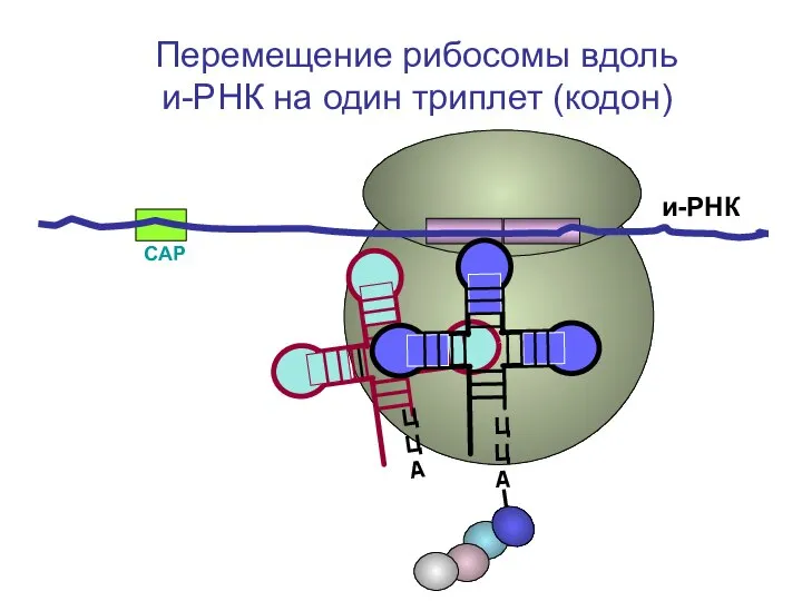 СAP и-РНК Перемещение рибосомы вдоль и-РНК на один триплет (кодон)