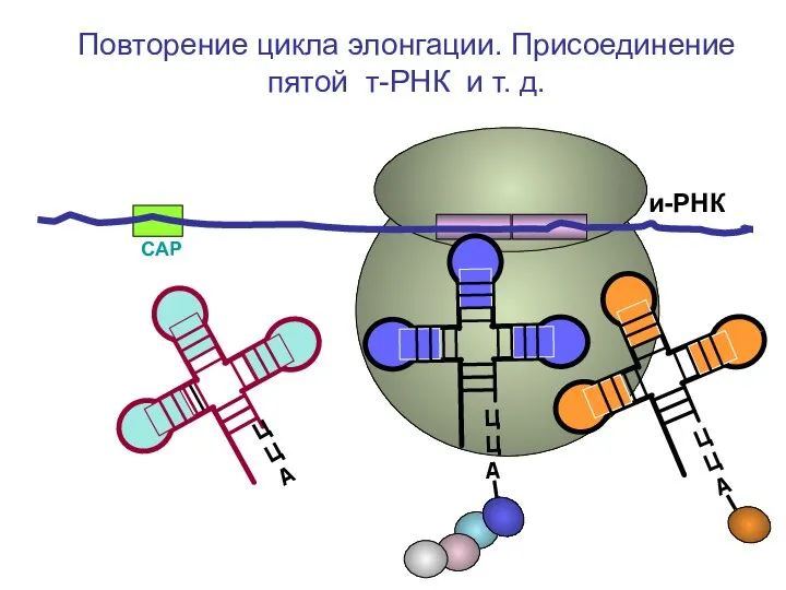 СAP и-РНК ЦЦА Повторение цикла элонгации. Присоединение пятой т-РНК и т. д.