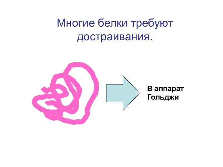 В аппарат Гольджи Многие белки требуют достраивания.