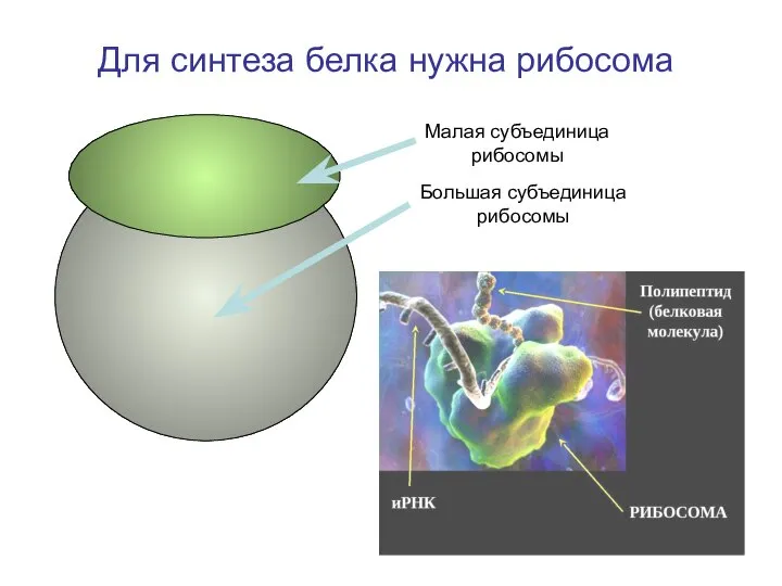 Для синтеза белка нужна рибосома Большая субъединица рибосомы Малая субъединица рибосомы