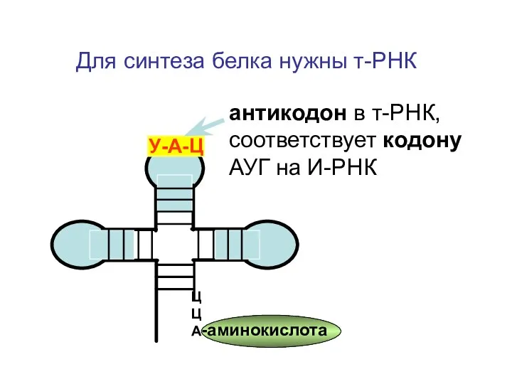 Для синтеза белка нужны т-РНК ЦЦА -аминокислота У-А-Ц антикодон в т-РНК, соответствует кодону АУГ на И-РНК