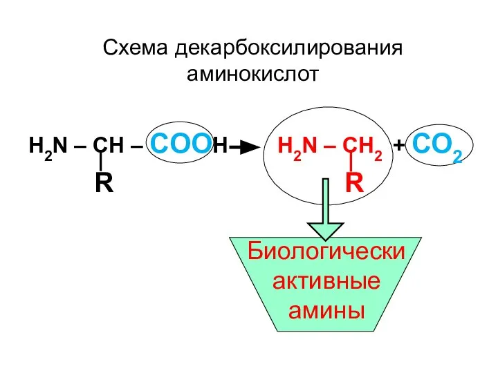 H2N – CН – CООН H2N – CН2 + СО2 R R