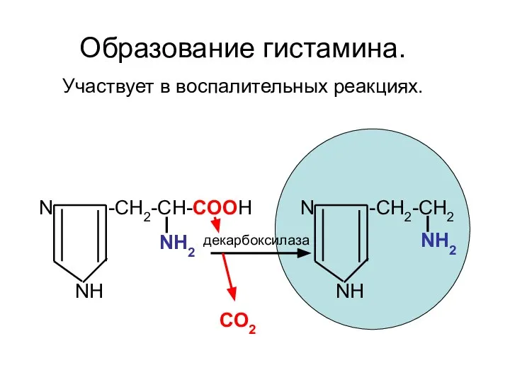 N -CH2-CH-COOH NH2 NH N -CH2-CH2 NH2 NH декарбоксилаза СО2 Образование гистамина. Участвует в воспалительных реакциях.