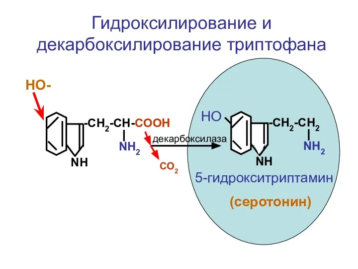 -CH2-CH-COOH NH2 NH НО- -CH2-CH2 NH2 NH НО 5-гидрокситриптамин (серотонин) декарбоксилаза СО2 Гидроксилирование и декарбоксилирование триптофана