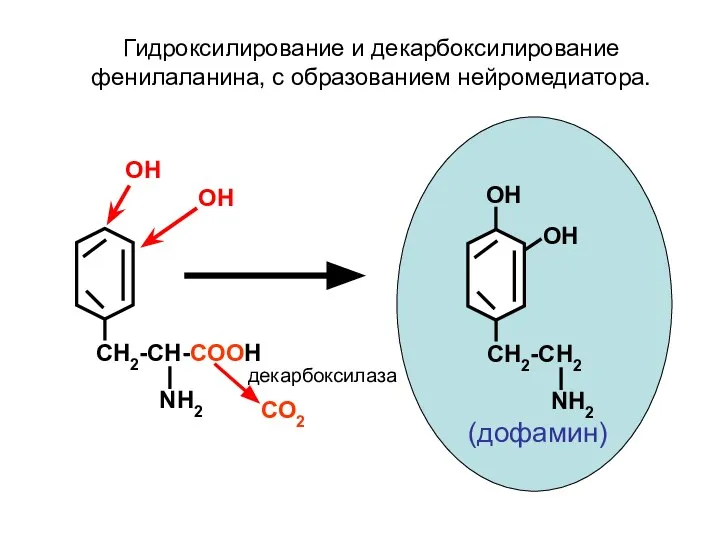 CH2-CH-COOH NH2 ОН ОН CH2-CH2 NH2 ОН ОН СО2 декарбоксилаза Гидроксилирование и