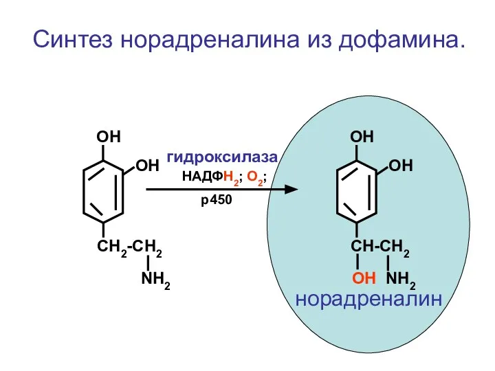 CH2-CH2 NH2 ОН ОН Синтез норадреналина из дофамина. CH-CH2 ОН NH2 ОН