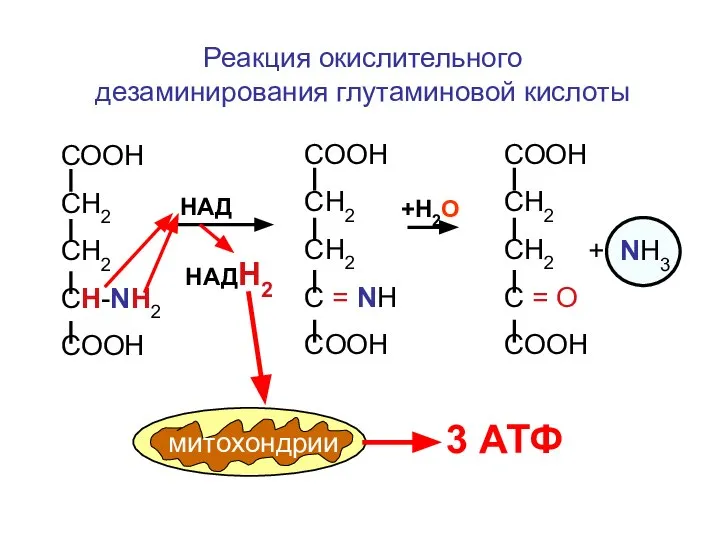 Реакция окислительного дезаминирования глутаминовой кислоты СООН СН2 СН2 CH-NH2 COOH HАД HАДН2