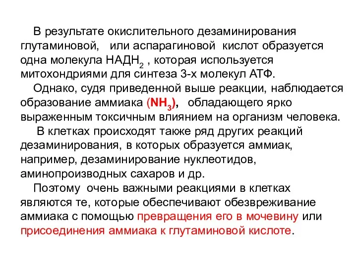 В результате окислительного дезаминирования глутаминовой, или аспарагиновой кислот образуется одна молекула НАДН2