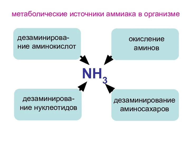 NH3 дезаминирова-ние аминокислот дезаминирова-ние нуклеотидов окисление аминов дезаминирование аминосахаров метаболические источники аммиака в организме