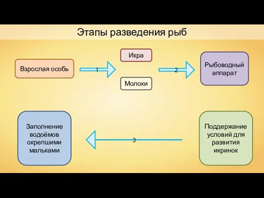 Этапы разведения рыб Взрослая особь Икра Молоки 1 2 Рыбоводный аппарат Поддержание