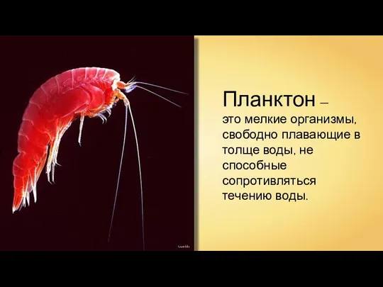 Планктон — это мелкие организмы, свободно плавающие в толще воды, не способные
