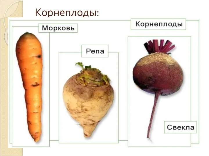 Корнеплоды: