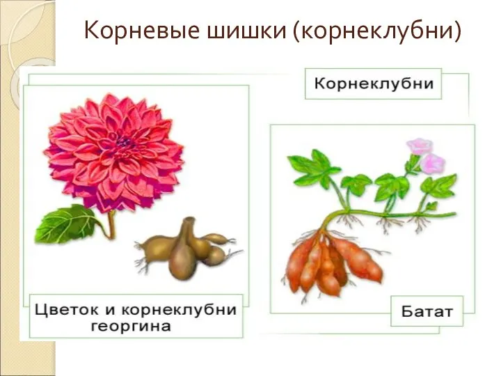 Корневые шишки (корнеклубни)