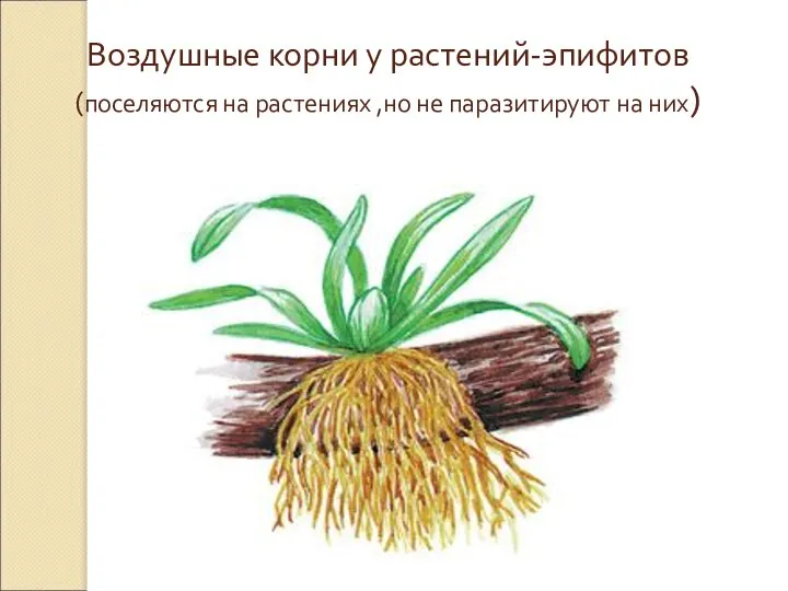 Воздушные корни у растений-эпифитов (поселяются на растениях ,но не паразитируют на них)