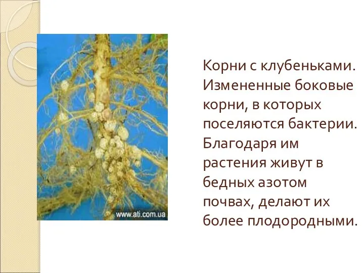 Корни с клубеньками. Измененные боковые корни, в которых поселяются бактерии. Благодаря им